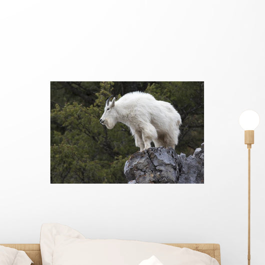 Mountain Goat Rock Ledge Wall Decal