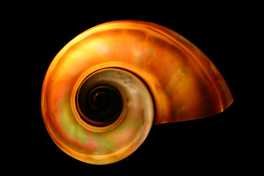 Shell Wall Mural