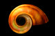 Shell Wall Mural