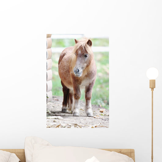 Pony Wall Mural