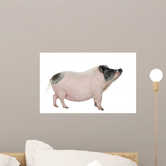 Side Gottingen Minipig