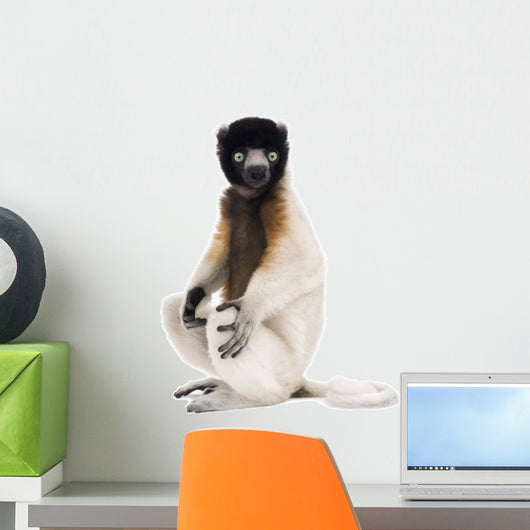 Young Crowned Sifaka, Propithecus Coronatus, 1 year old, sitting Wall Decal