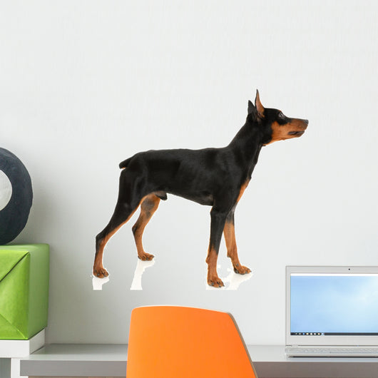 Miniature Pinscher on a White Background Wall Decal