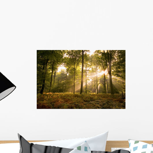 Sunbeams piercing the forest canopy of trees Wall Mural