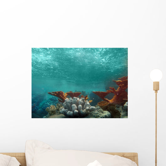 Underwater View of the Ocean Wall Mural