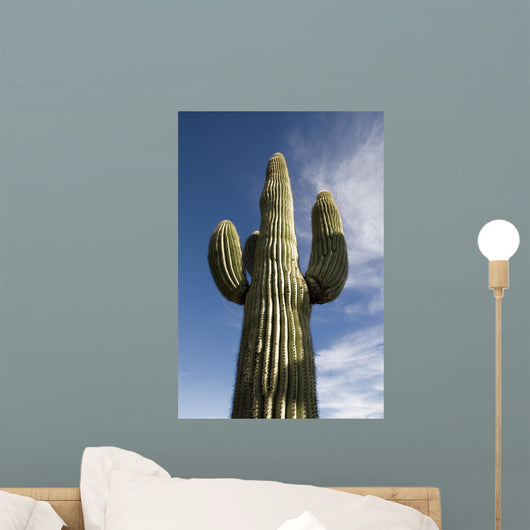Saguaro Cactus Arizona