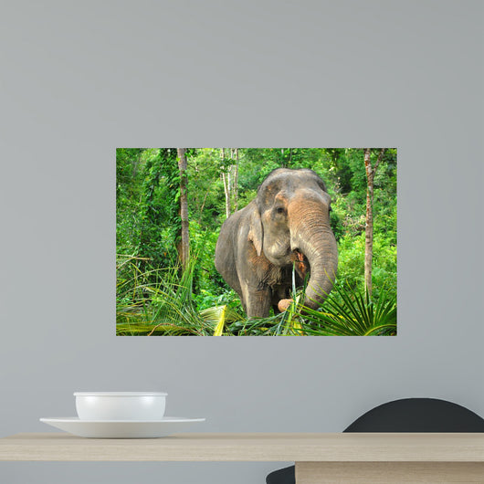 Asian Elephant