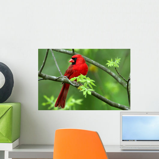 Cardinal Wall Mural