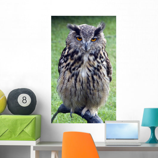 Owl Wall Mural