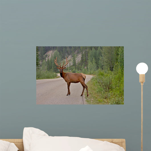 Whitetail Deer