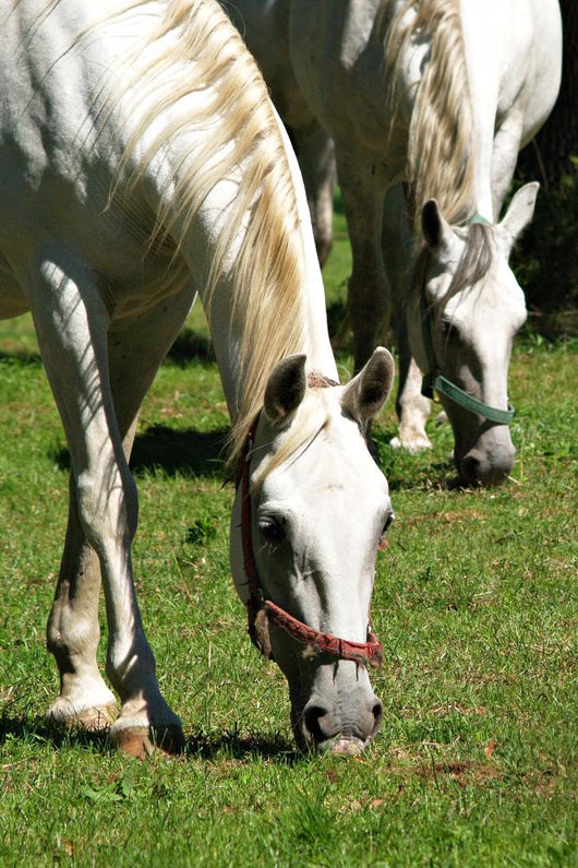Horse Duet