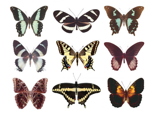Some Various Butterflies White Wall Mural