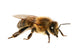 Bee Wall Decal