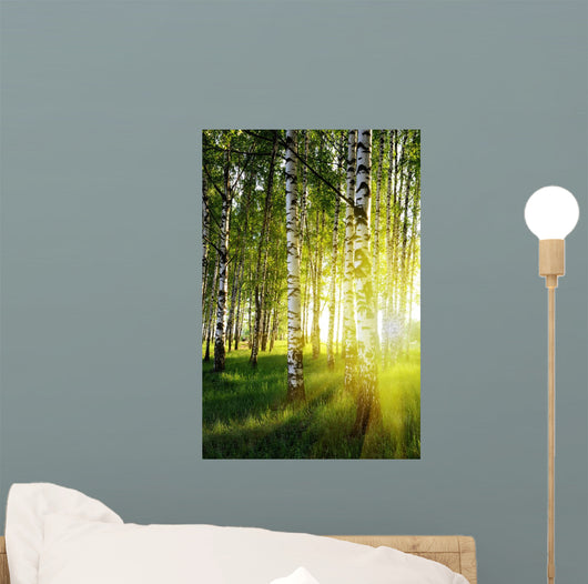 Birch Trees Summer Forest