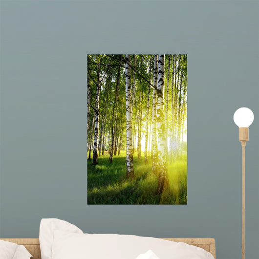 Birch Trees Summer Forest