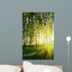 Birch Trees Summer Forest
