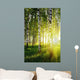 Birch Trees Summer Forest