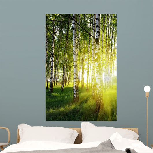 Birch Trees Summer Forest
