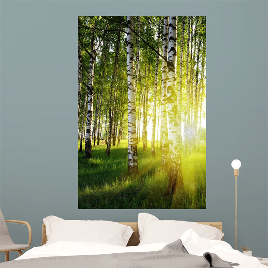 Birch Trees Summer Forest