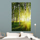 Birch Trees Summer Forest