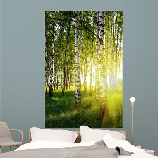 Birch Trees Summer Forest