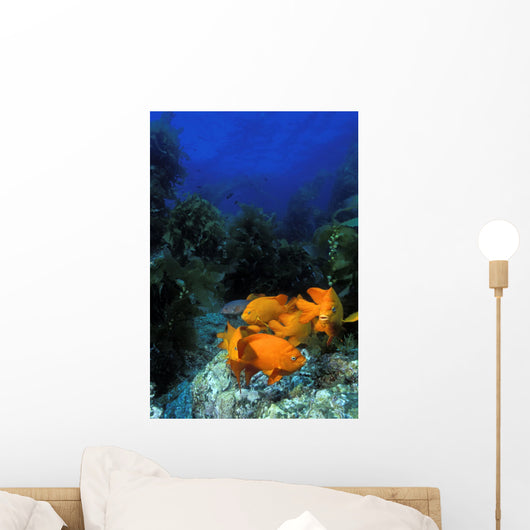 Garibaldi fishes in a kelp forest Wall Mural