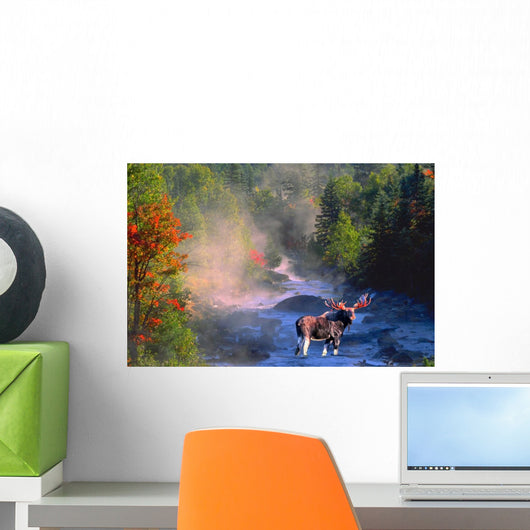 Bull Moose in Stream Wall Mural