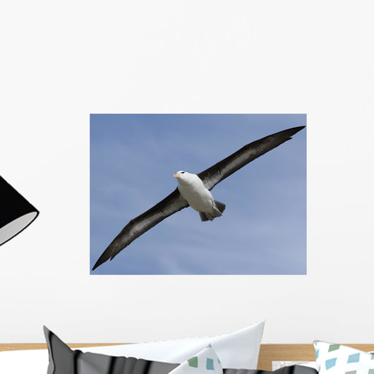 Black-Browed Albatross Diomedea Melanophris Wall Mural