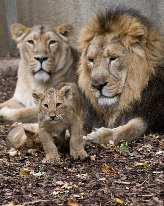 Family Lion Wall Mural