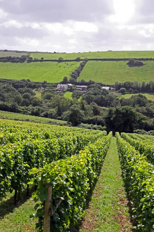 Verdant Grape Wine Vineyard