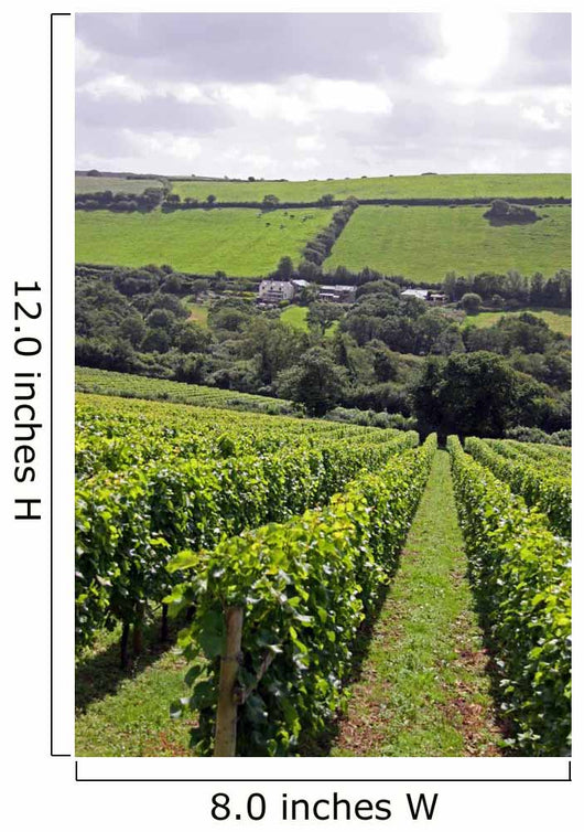 Verdant Grape Wine Vineyard