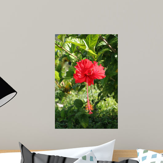 Fleur Dibiscus Rouge
