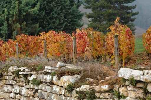 Vigne En Automne Wall Mural