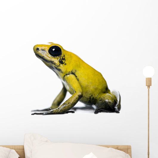 Side view of Golden Poison Frog, against white background Wall Decal