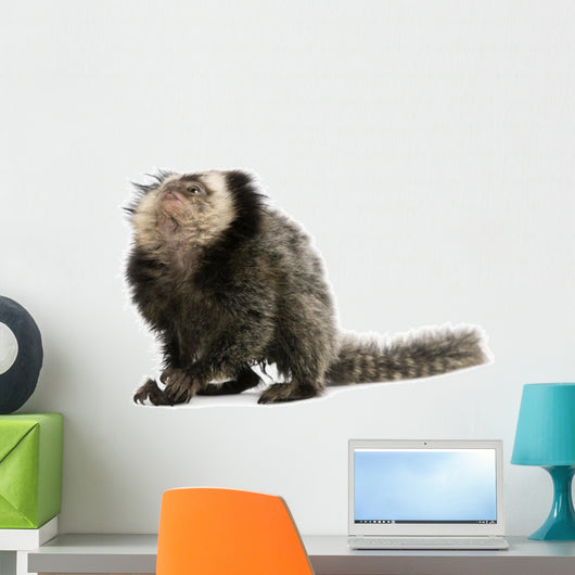 Young White-headed Marmoset Wall Decal