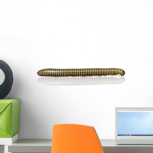 Black and Yellow Millipede Wall Decal