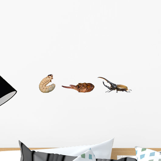 Nymph Larva Adult of Male Hercules Beetle Wall Decal