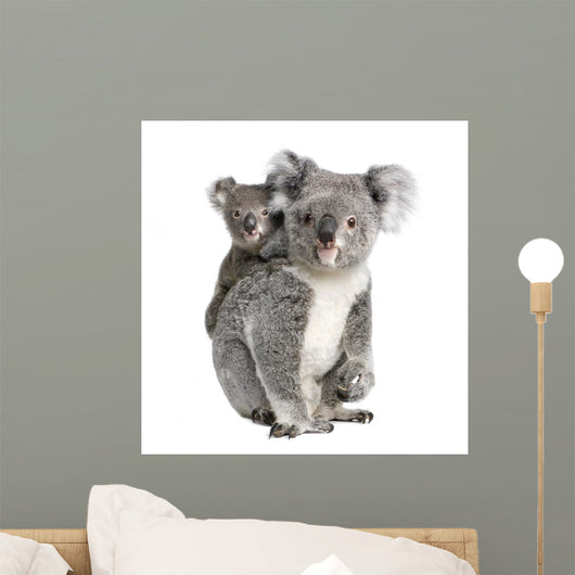 Portrait Koala Bears Front