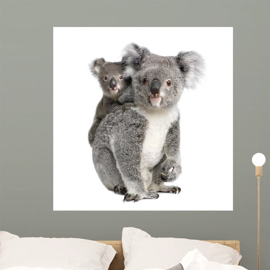 Portrait Koala Bears Front