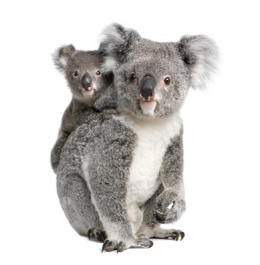 Portrait Koala Bears Front