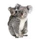 Portrait Koala Bears Front