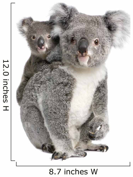 Portrait Koala Bears Front