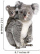 Portrait Koala Bears Front