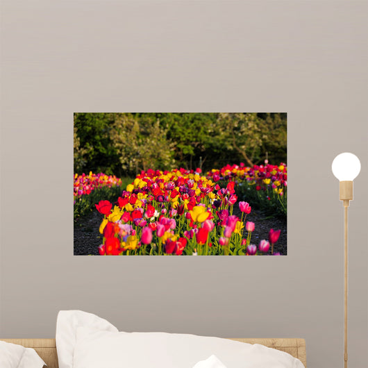 Tulpe Wall Mural
