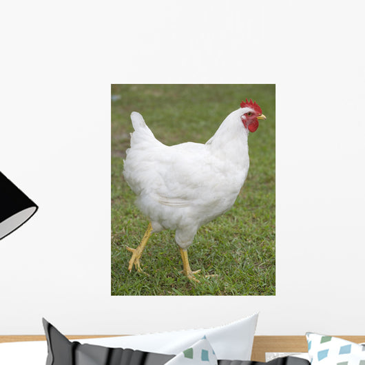 white chicken Wall Mural