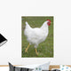 white chicken Wall Mural