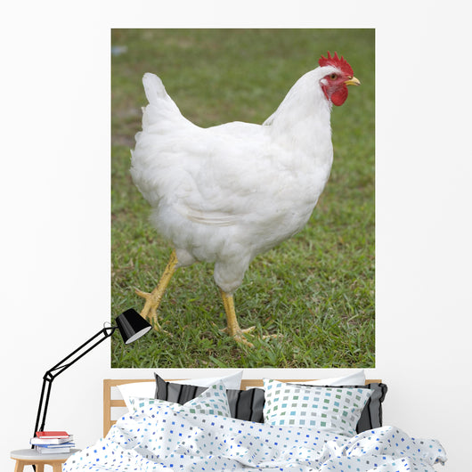 white chicken Wall Mural