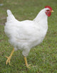 white chicken Wall Mural