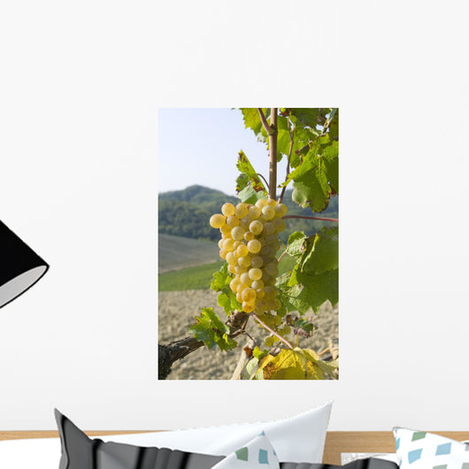 White grape variety Cortese 8 Wall Mural