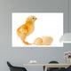Adorable Baby Chick